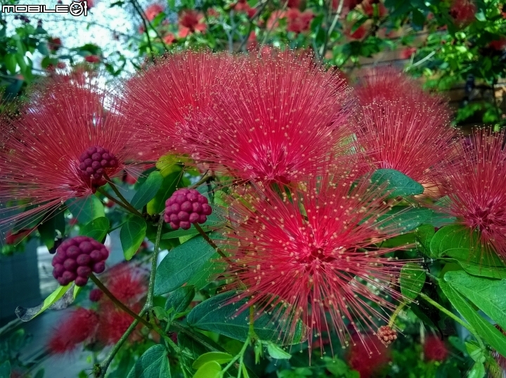 台南市歸仁區運動公園粉撲花4月22號