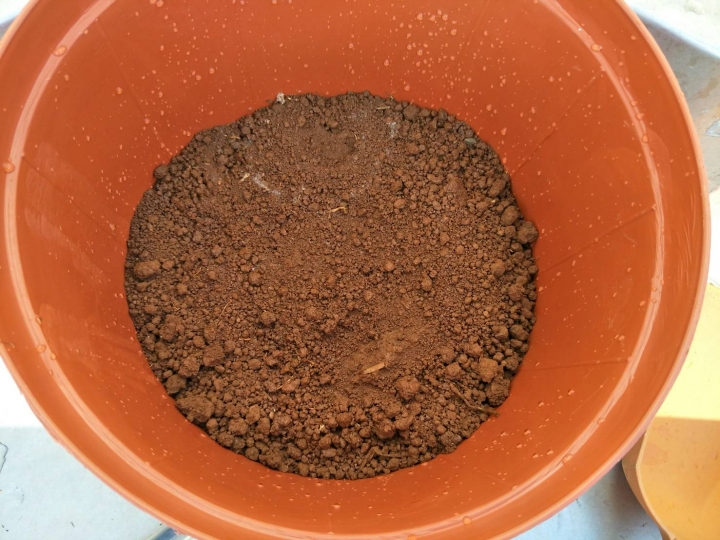 種植睡蓮