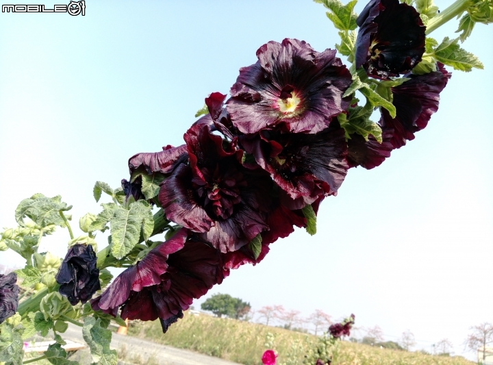台南市台灣詩路 4月2號 木棉花 蜀葵花 菊花 向日葵