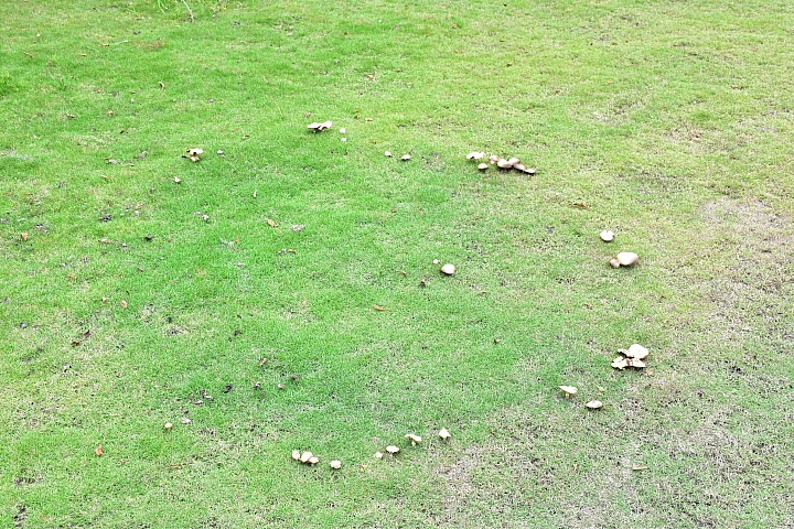 雨天後草地冒出了許多可愛的菇菇