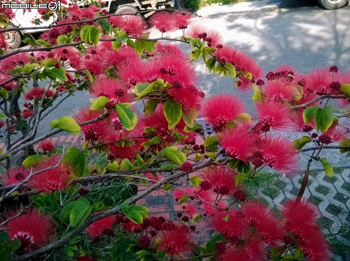 台南市歸仁區運動公園粉撲花4月22號