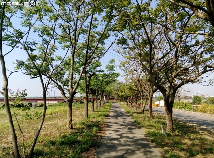 台南市苦煉花4月4號 縣173+曾文溪堤防