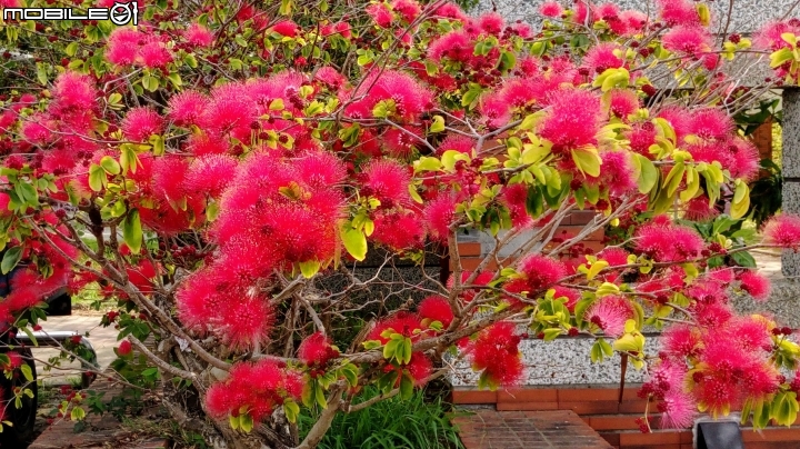 台南市歸仁區運動公園粉撲花4月22號