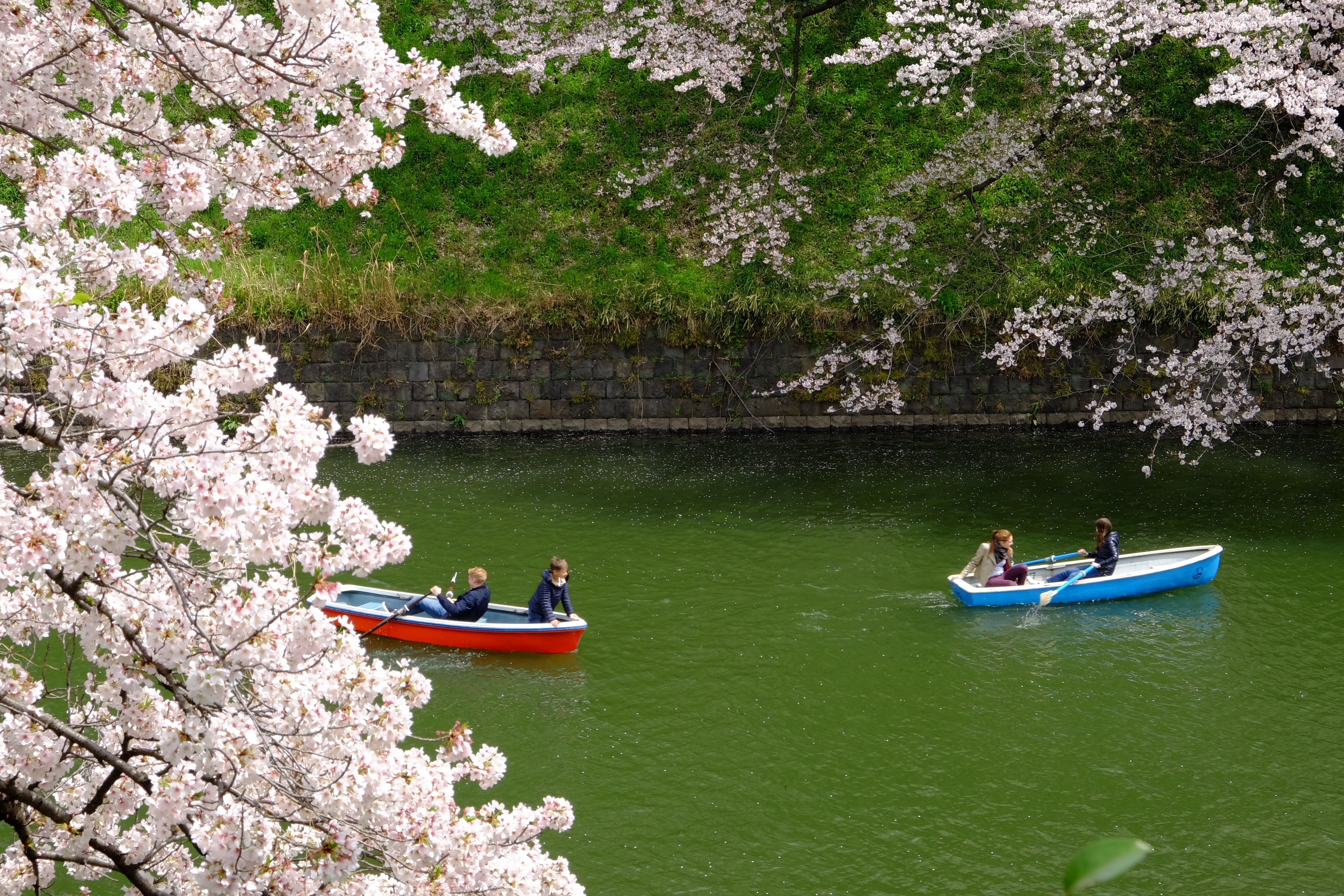 FUJIFILM X-T1+XF18-55  河口湖東京自助七日賞櫻之旅
