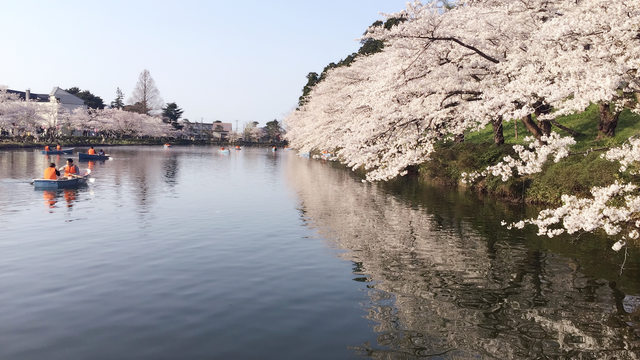 「新潟景點」--日本三大夜櫻之一:高田公園