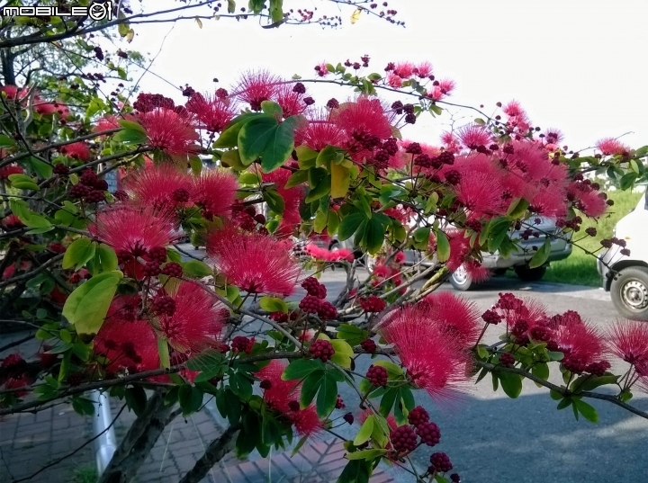 台南市歸仁區運動公園粉撲花4月22號