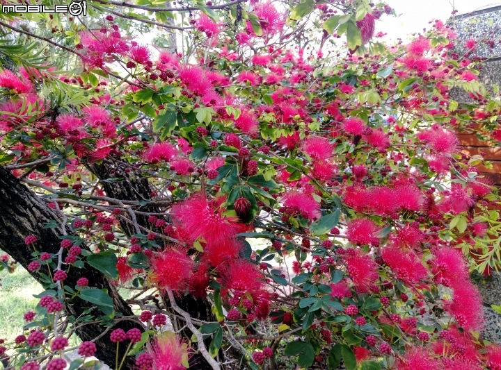 台南市歸仁區運動公園粉撲花4月22號