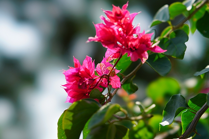 散景之王 強勢回歸！Sony G Master FE 100mm F2.8 STF GM OSS 高解像力同時具備完美散景！