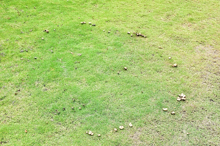 雨天後草地冒出了許多可愛的菇菇