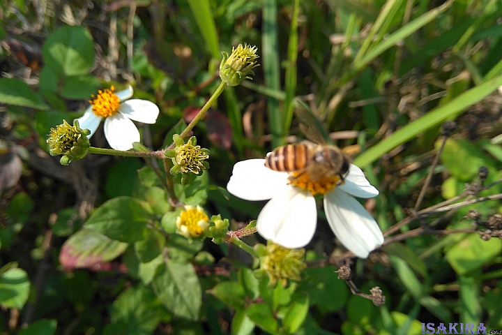 紅米NOTE4X 開箱☆