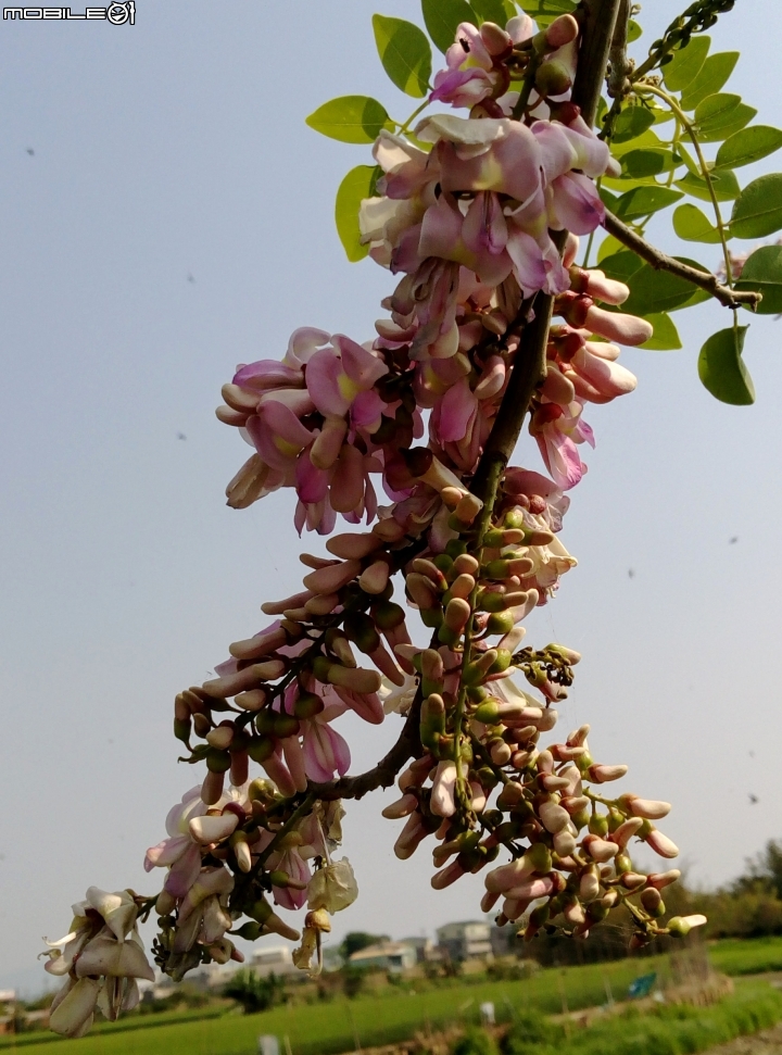 台南市將軍埤櫻花道 4月3號