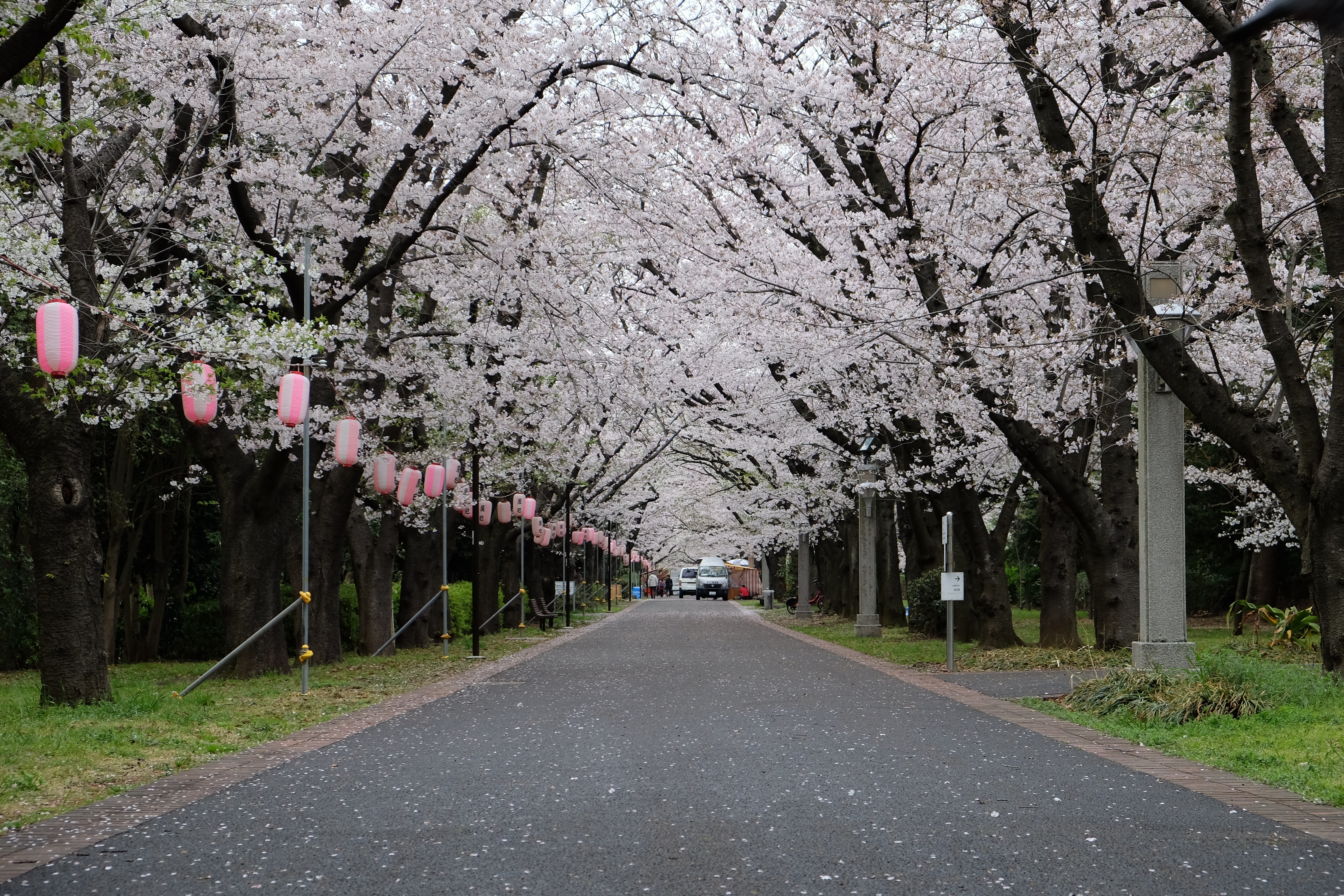 FUJIFILM X-T1+XF18-55  河口湖東京自助七日賞櫻之旅