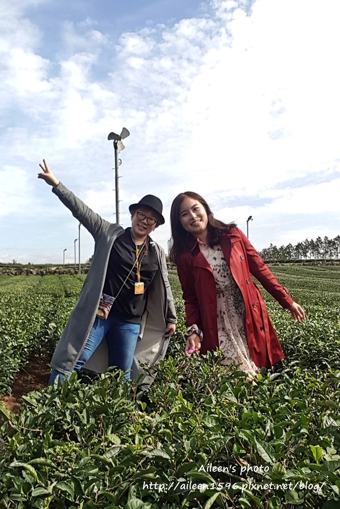 [濟州島] 『哦！雪綠茶博物館O'sulloc』好好拍、好好買,李敏鎬、潤娥拍攝innisfree廣告地點