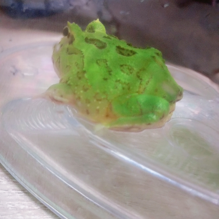 新手 角蛙是否有水腫