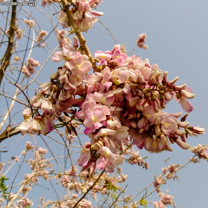 台南市將軍埤櫻花道 4月3號