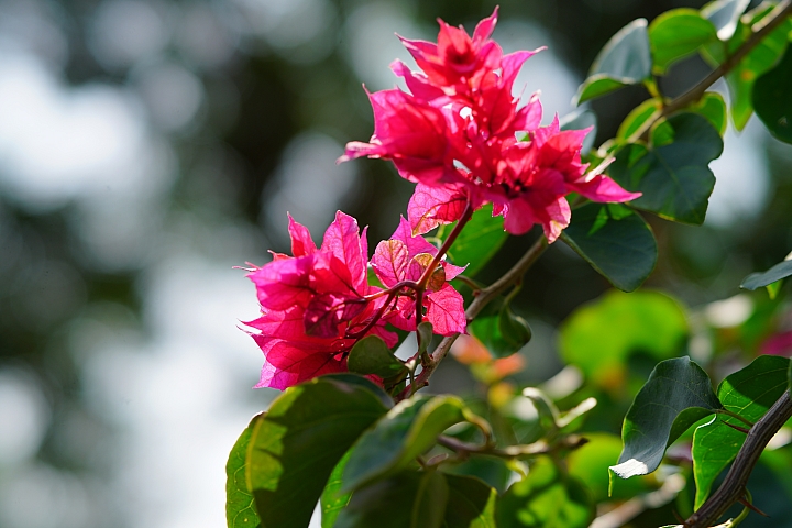 散景之王 強勢回歸！Sony G Master FE 100mm F2.8 STF GM OSS 高解像力同時具備完美散景！