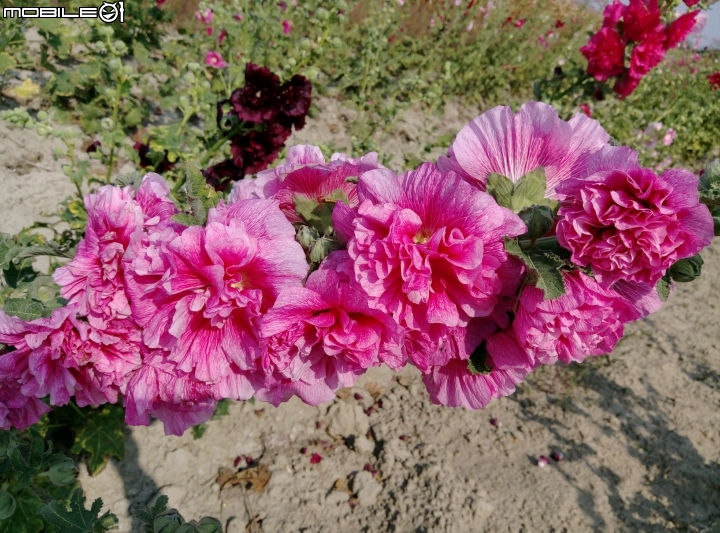 台南市台灣詩路 4月2號 木棉花 蜀葵花 菊花 向日葵