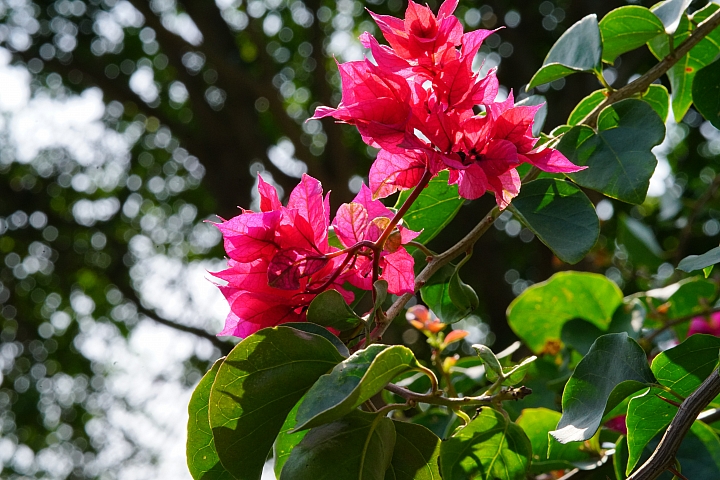 散景之王 強勢回歸！Sony G Master FE 100mm F2.8 STF GM OSS 高解像力同時具備完美散景！