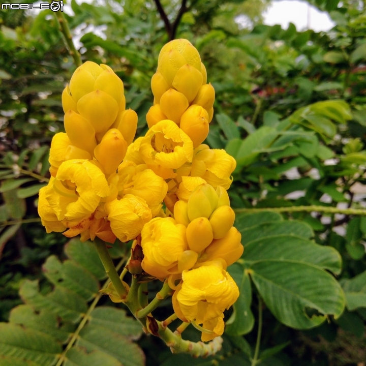 嘉義市北門驛+檜意森活村4月15號