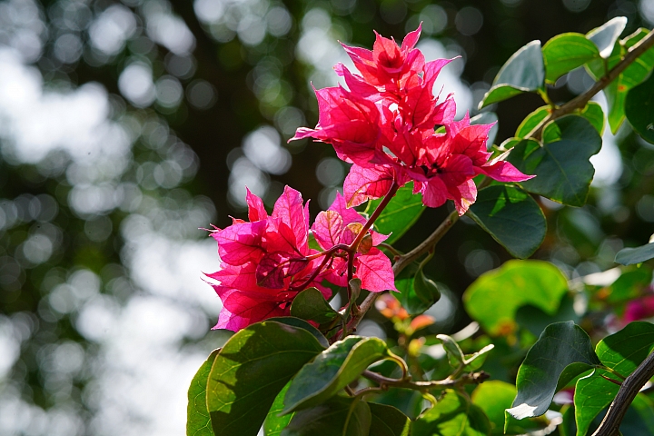 散景之王 強勢回歸！Sony G Master FE 100mm F2.8 STF GM OSS 高解像力同時具備完美散景！