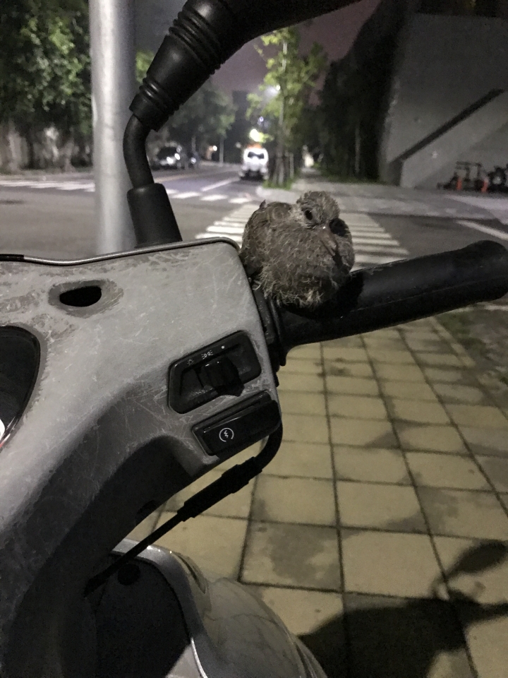 請問有人知道這是什麼鳥嗎？