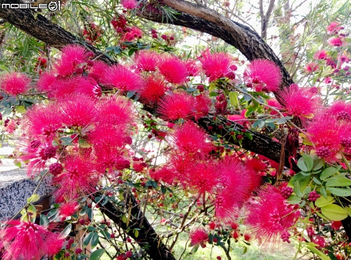 台南市歸仁區運動公園粉撲花4月22號
