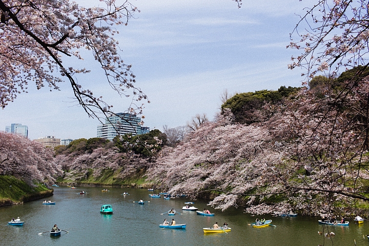 2017日本（お花見）賞櫻之旅
