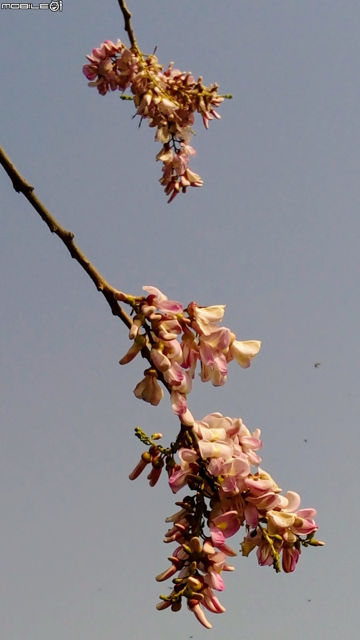 台南市將軍埤櫻花道 4月3號