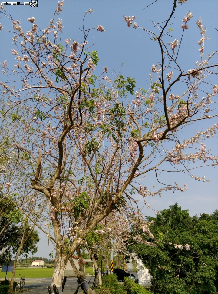 台南市將軍埤櫻花道 4月3號
