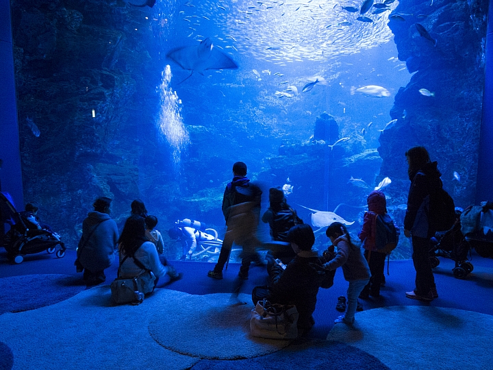 京都溜小孩 [梅小路水族館、鐵道博物館] 圖多喔！