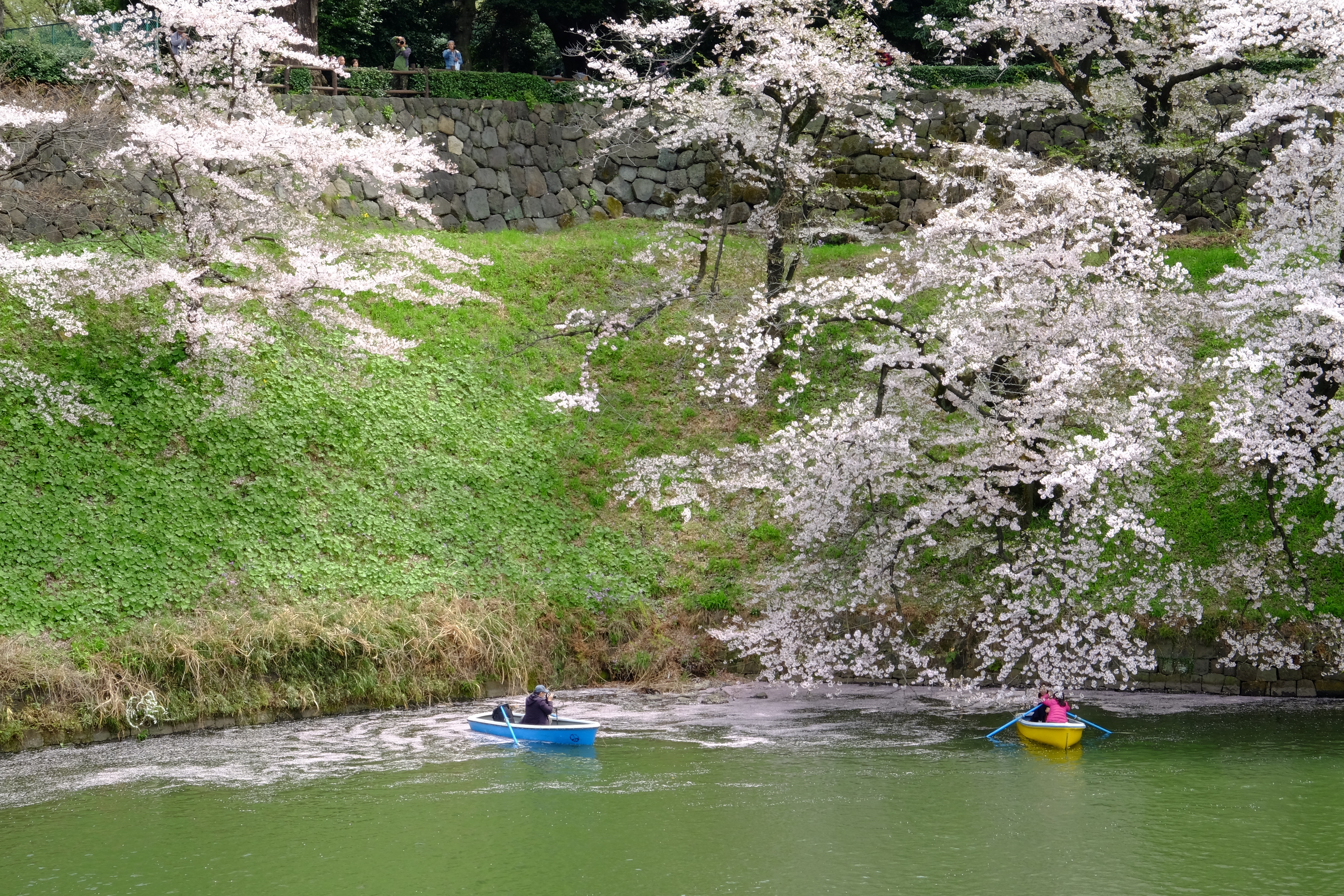 FUJIFILM X-T1+XF18-55  河口湖東京自助七日賞櫻之旅