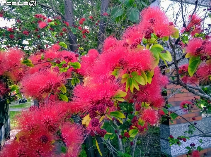 台南市歸仁區運動公園粉撲花4月22號