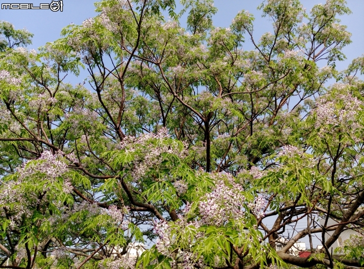 台南市苦煉花4月4號 縣173+曾文溪堤防