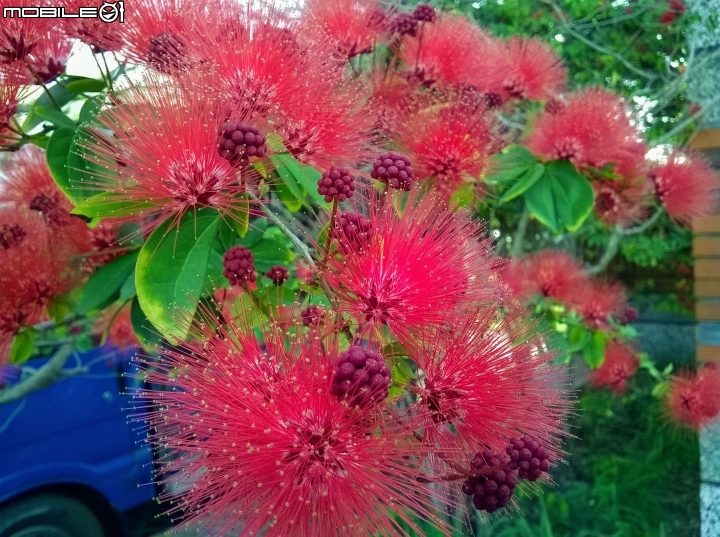 台南市歸仁區運動公園粉撲花4月22號