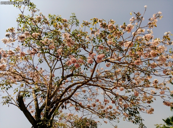 嘉義市文化公園風鈴木 4月8號