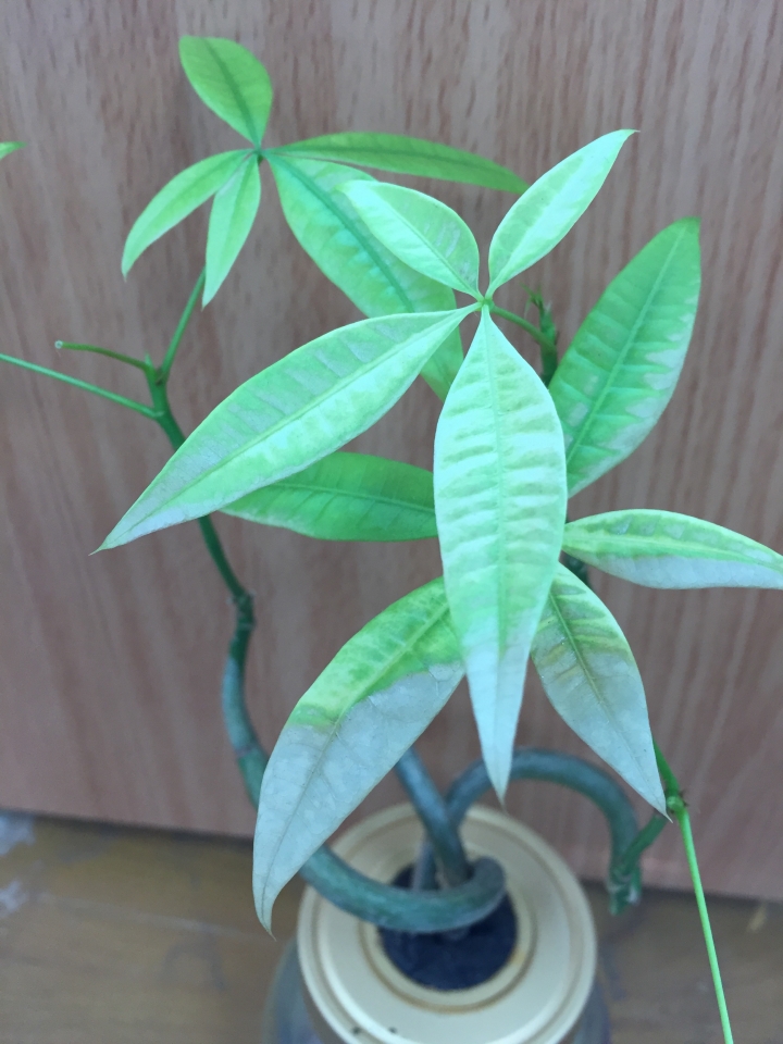 請問我的植物怎麼了，拜託大家救我~~~