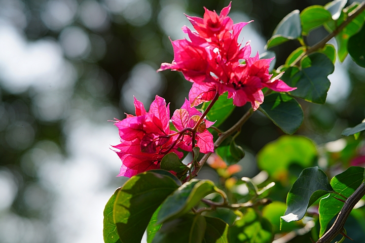 散景之王 強勢回歸！Sony G Master FE 100mm F2.8 STF GM OSS 高解像力同時具備完美散景！