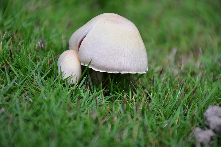 雨天後草地冒出了許多可愛的菇菇
