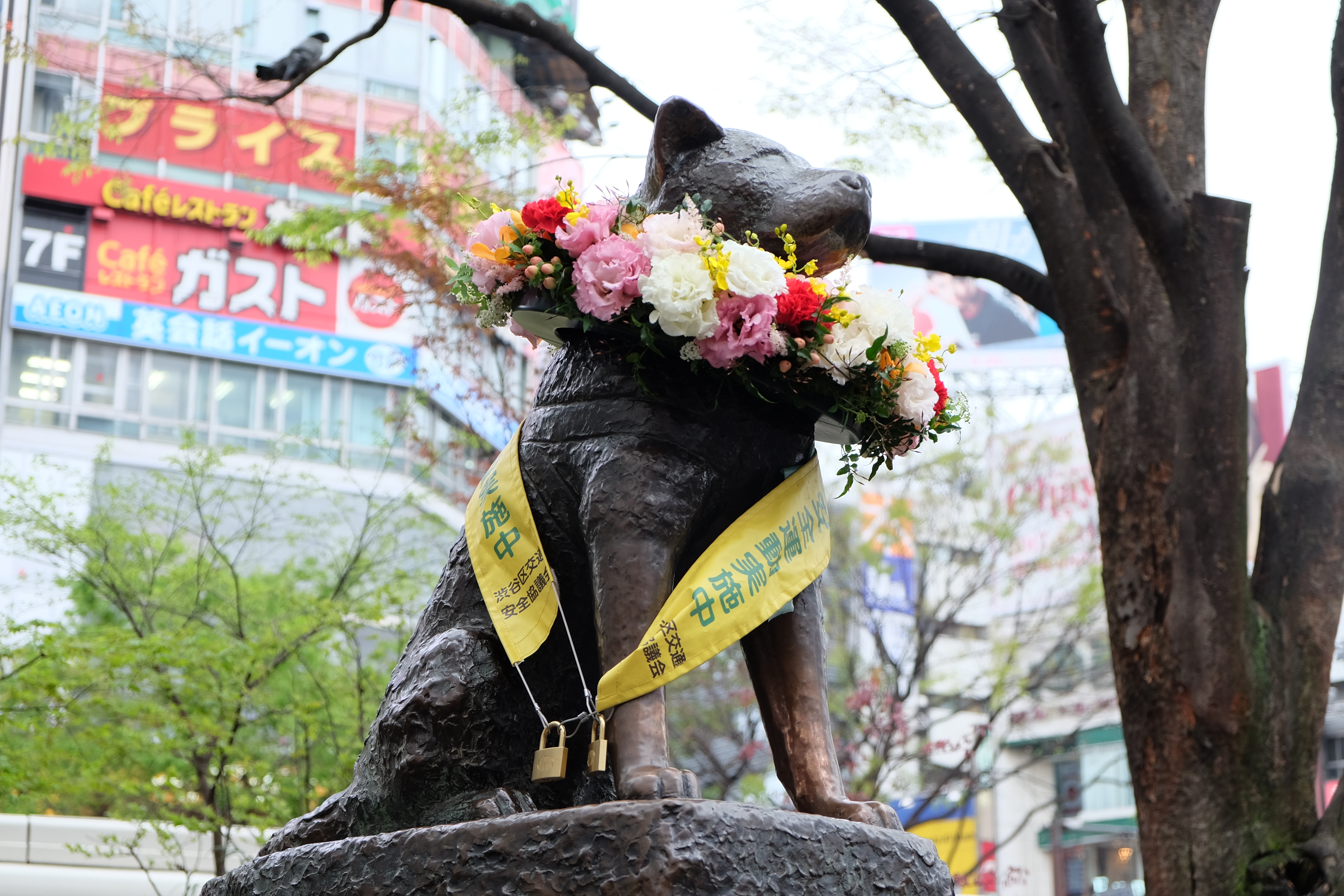 FUJIFILM X-T1+XF18-55  河口湖東京自助七日賞櫻之旅