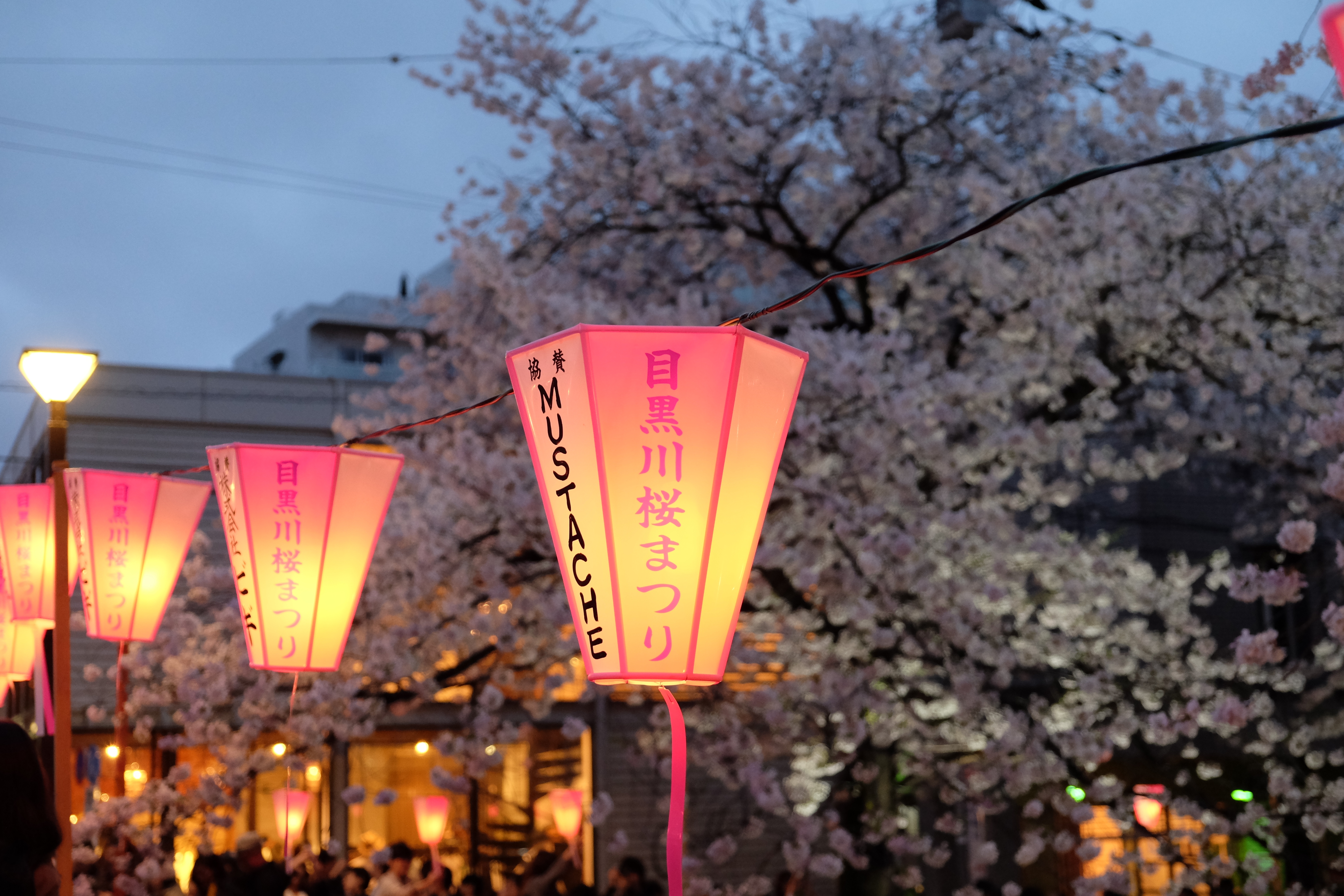 FUJIFILM X-T1+XF18-55  河口湖東京自助七日賞櫻之旅