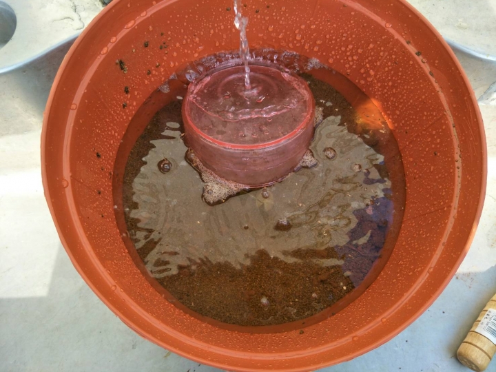 種植睡蓮