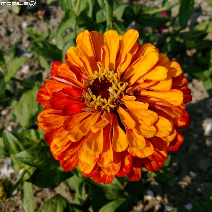 台南市台灣詩路 4月2號 木棉花 蜀葵花 菊花 向日葵