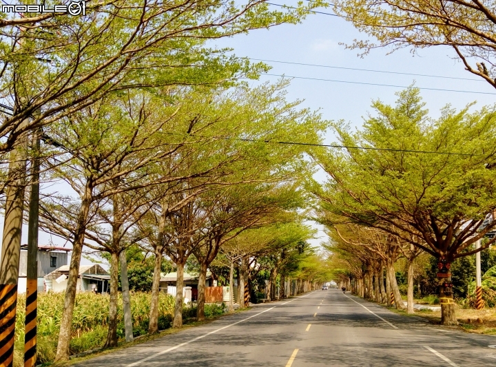 台南市學甲綠色隧道 4月2號