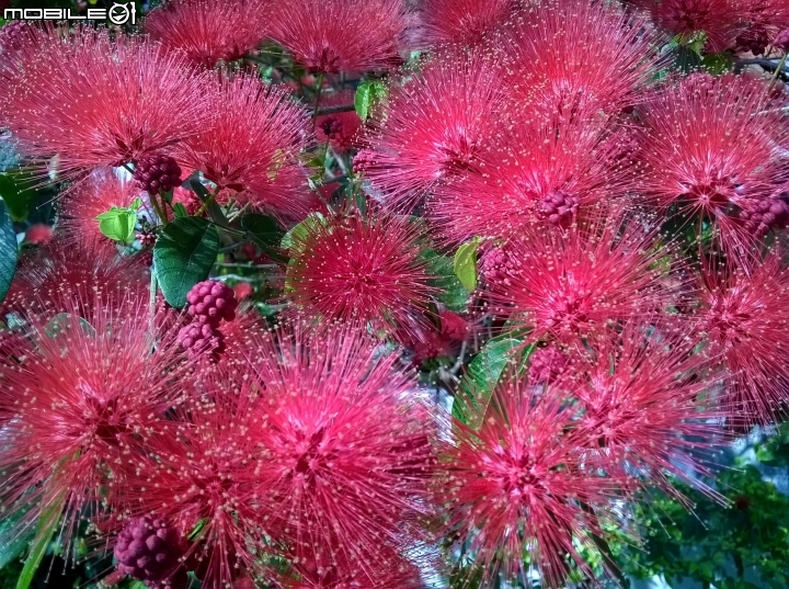 台南市歸仁區運動公園粉撲花4月22號
