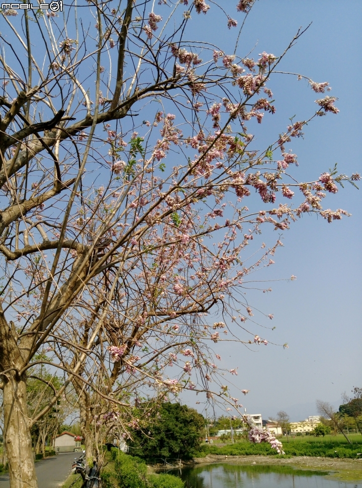 台南市將軍埤櫻花道 4月3號