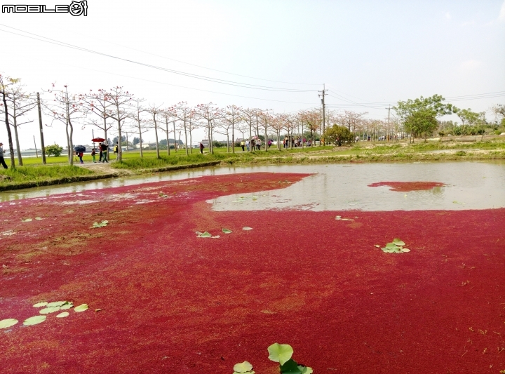 台南市林初埤木棉花道旁滿江紅 4月4號