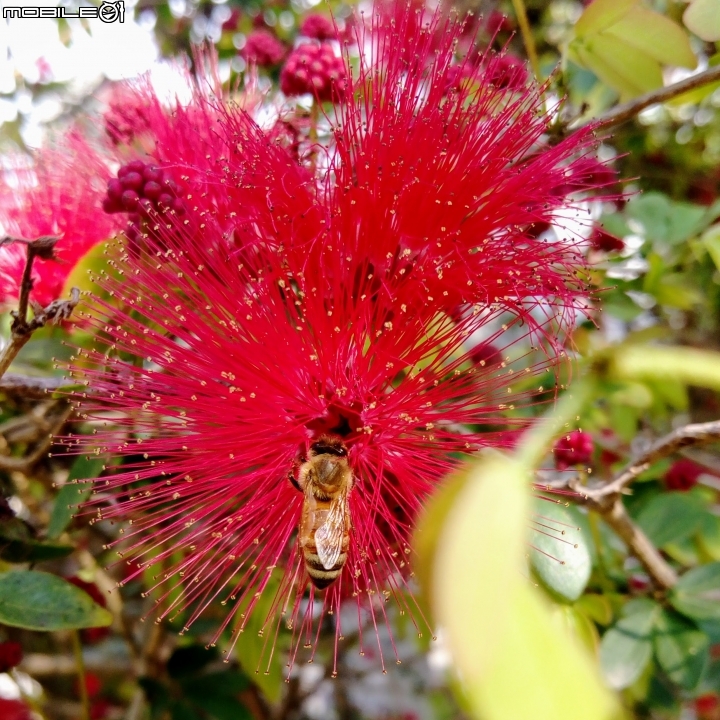 台南市歸仁區運動公園粉撲花4月22號