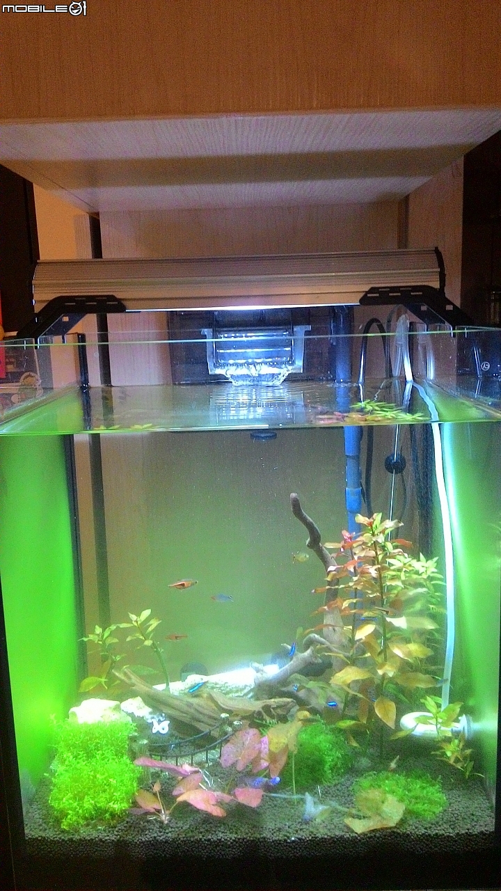 魚缸壁面上長滿綠色薄膜的問題
