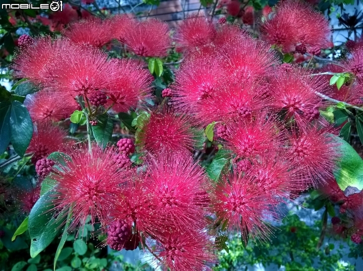 台南市歸仁區運動公園粉撲花4月22號