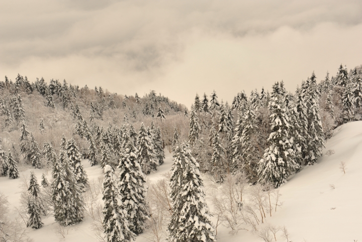拍雪景、拍櫻花的白平衡設定? 解決偏黃的問題